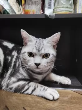Y.D 様のお迎えした子猫