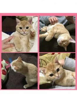 ukiuki0624 様のお迎えした子猫