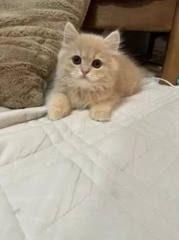 むぎ 様のお迎えした子猫