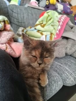 M.T 様のお迎えした子猫
