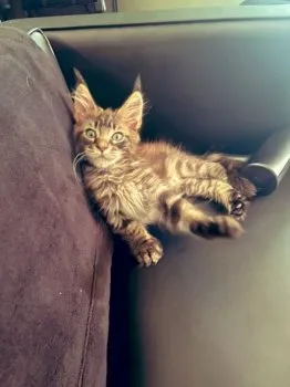 D.H 様のお迎えした子猫