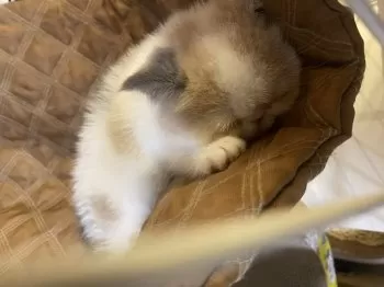 すずき 様のお迎えした子猫