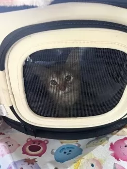 ひまわり 様のお迎えした子猫