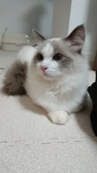 K・M 様のお迎えした子猫