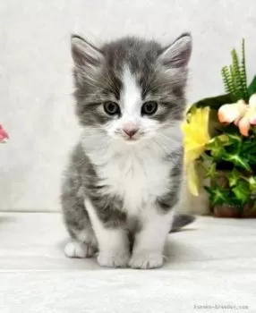 N.N 様のお迎えした子猫