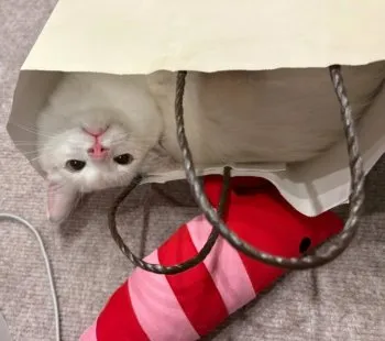 M.N 様のお迎えした子猫