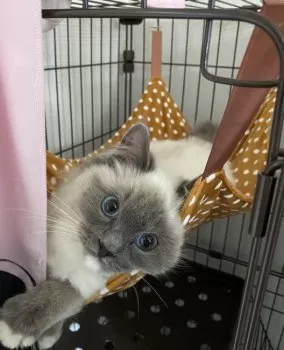 N 様のお迎えした子猫