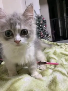 H.Ｉ 様のお迎えした子猫