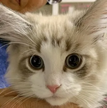 164evh 様のお迎えした子猫