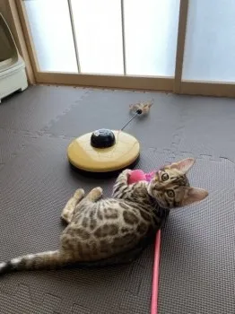 なおこ 様のお迎えした子猫
