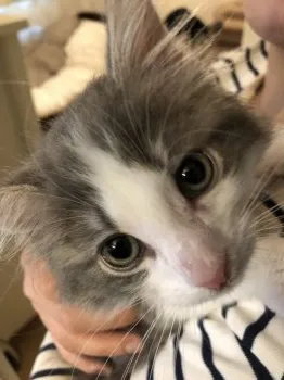 がーすー 様のお迎えした子猫
