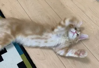 みやじ 様のお迎えした子猫