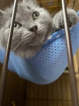 N.S 様のお迎えした子猫