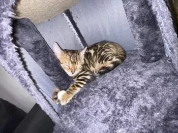 N.N 様のお迎えした子猫