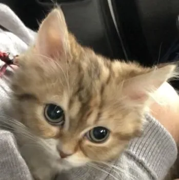 A.T 様のお迎えした子猫