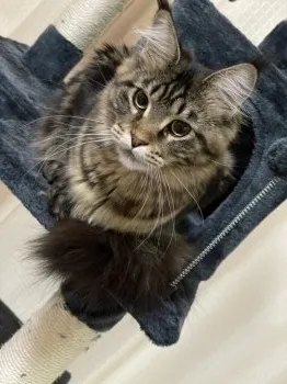 baby綺 様のお迎えした子猫