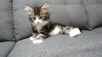 ちぴ 様のお迎えした子猫