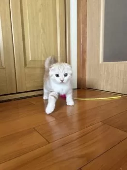 A.I 様のお迎えした子猫