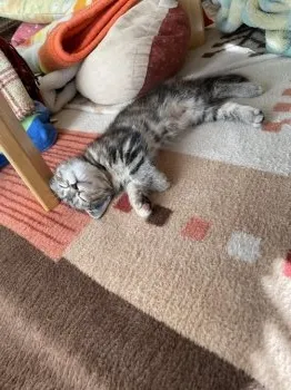 くり 様のお迎えした子猫