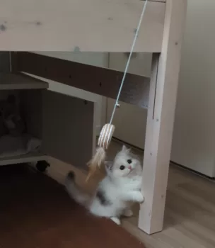 M.M 様のお迎えした子猫
