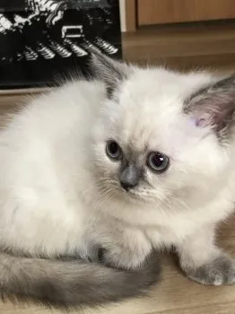 クレア 様のお迎えした子猫