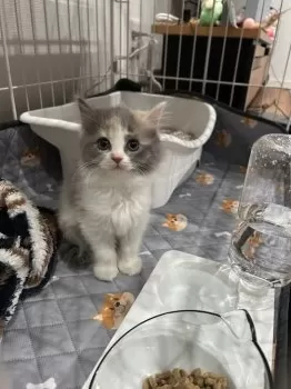 R.M 様のお迎えした子猫