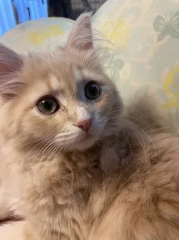 まとっち 様のお迎えした子猫