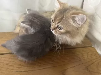 M.M 様のお迎えした子猫