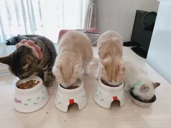 ロコG 様のお迎えした子猫