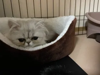 なぁな 様のお迎えした子猫