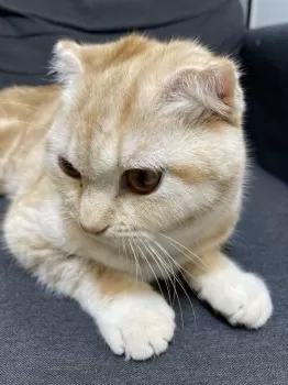 K.N 様のお迎えした子猫