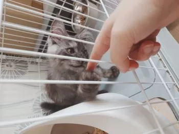 H.A 様のお迎えした子猫