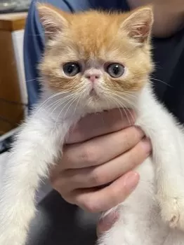 K.K 様のお迎えした子猫