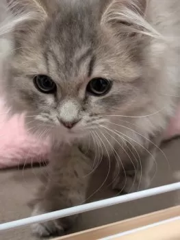 C.Y 様のお迎えした子猫