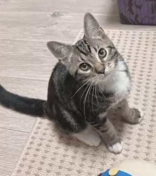 OKD 様のお迎えした子猫