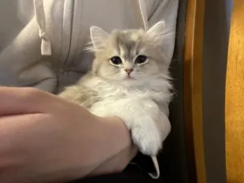 ミリーママ 様のお迎えした子猫