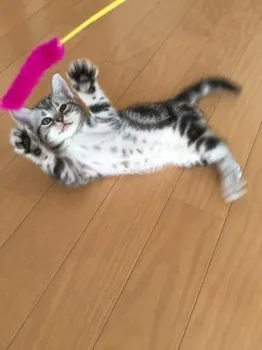 ふうりん 様のお迎えした子猫