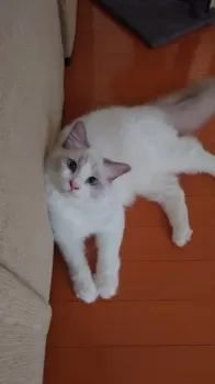 T.M 様のお迎えした子猫