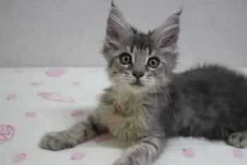 S.N 様のお迎えした子猫