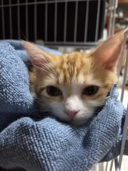 Mii 様のお迎えした子猫