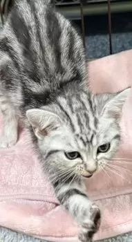 K.S 様のお迎えした子猫