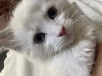 あんな 様のお迎えした子猫