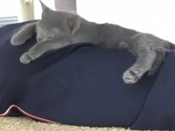 こまり　元気です 様のお迎えした子猫