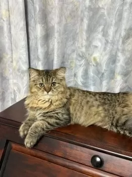 ベル 様のお迎えした子猫