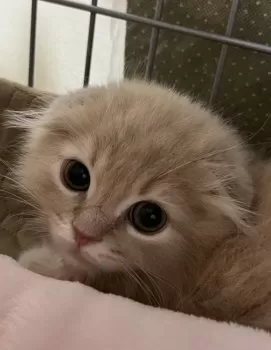 さちん 様のお迎えした子猫