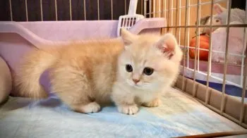 なみなみ 様のお迎えした子猫