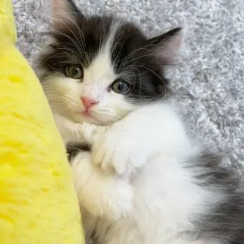 S.A 様のお迎えした子猫