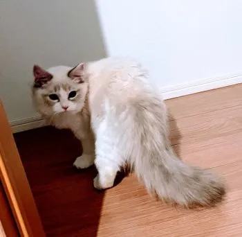 miki tea 様のお迎えした子猫