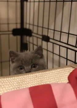 ゆい 様のお迎えした子猫