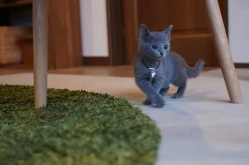 まー 様のお迎えした子猫